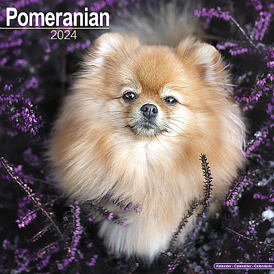 Pomeranian Calendar 2024 (Square)